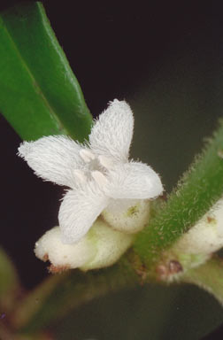 APII jpeg image of Lasianthus strigosus  © contact APII