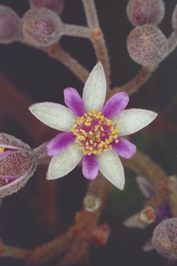 APII jpeg image of Trichospermum pleiostigma  © contact APII