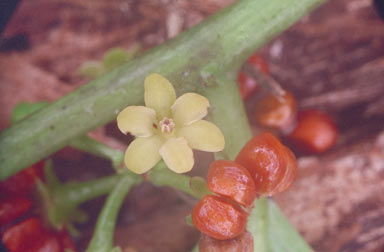 APII jpeg image of Glochidion hylandii  © contact APII