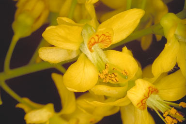 APII jpeg image of Caesalpinia crista  © contact APII