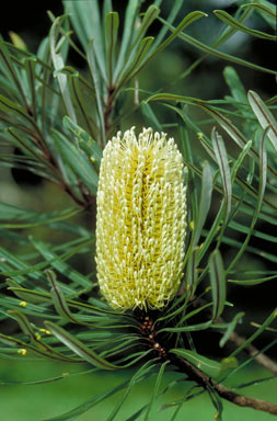 APII jpeg image of Banksia aquilonia  © contact APII