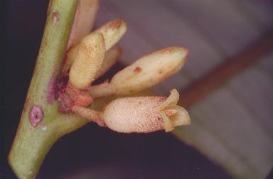 APII jpeg image of Myristica globosa subsp. muelleri  © contact APII