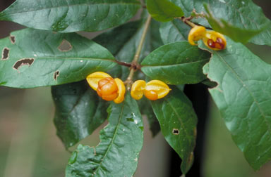 APII jpeg image of Pittosporum rubiginosum  © contact APII