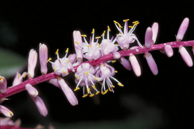 APII jpeg image of Cordyline fruticosa  © contact APII