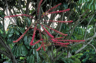 APII jpeg image of Schefflera actinophylla  © contact APII