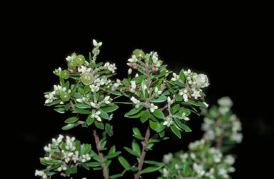 APII jpeg image of Leucopogon yorkensis  © contact APII