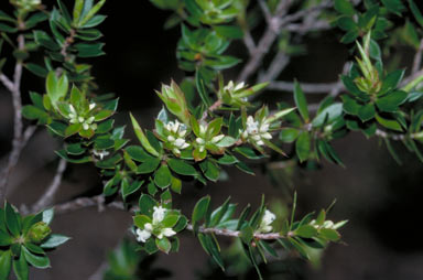 APII jpeg image of Leucopogon ruscifolius  © contact APII