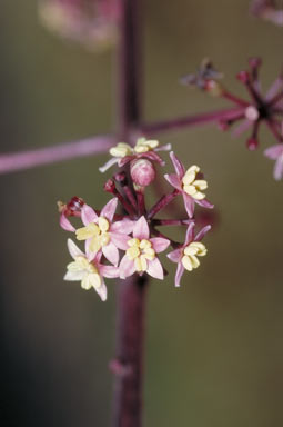 APII jpeg image of Polyscias mollis  © contact APII