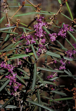 APII jpeg image of Hovea nitida  © contact APII