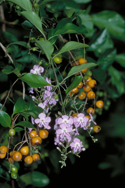 APII jpeg image of Duranta erecta  © contact APII