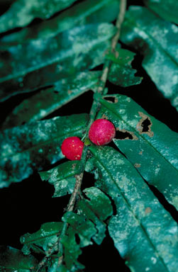 APII jpeg image of Tetrardisia bifaria  © contact APII