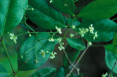 APII jpeg image of Euonymus australiana  © contact APII