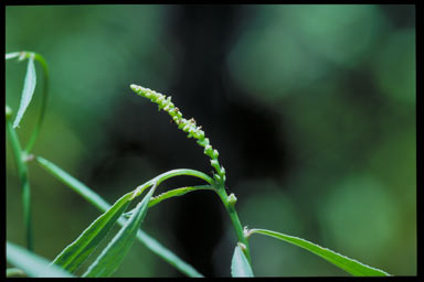 APII jpeg image of Microstachys chamaelea  © contact APII