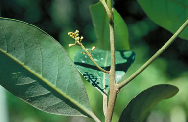 APII jpeg image of Endiandra dichrophylla  © contact APII