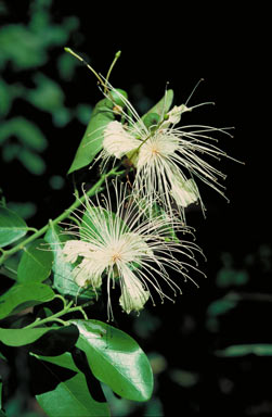 APII jpeg image of Capparis lucida  © contact APII