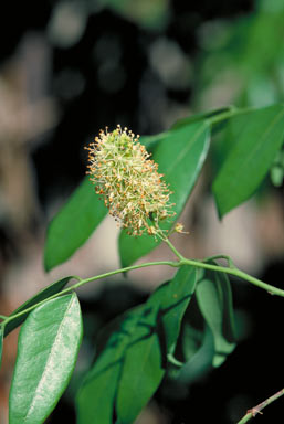 APII jpeg image of Crudia sp. Archer River (B.P.Hyland 3078RFK)  © contact APII