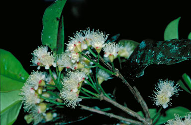 APII jpeg image of Syzygium trachyphloium  © contact APII