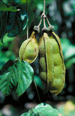 APII jpeg image of Mucuna gigantea  © contact APII