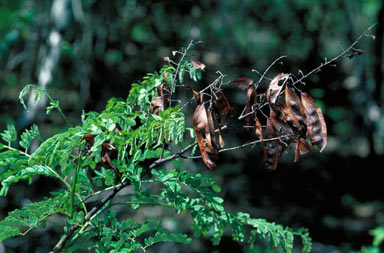 APII jpeg image of Caesalpinia hymenocarpa  © contact APII