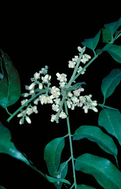 APII jpeg image of Dysoxylum oppositifolium  © contact APII