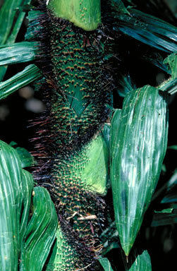 APII jpeg image of Calamus vitiensis  © contact APII