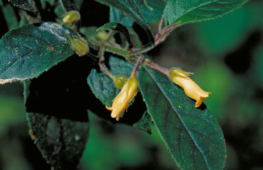 APII jpeg image of Lenbrassia australiana var. australiana  © contact APII