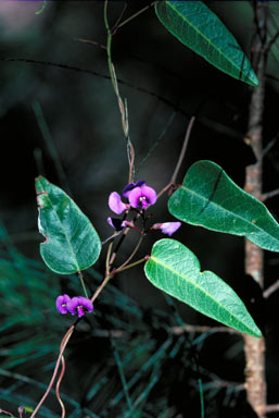 APII jpeg image of Hardenbergia violacea  © contact APII