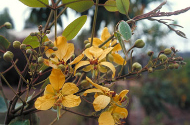 APII jpeg image of Cassia sp. Kalpowar (D.G.Fell+ DF2769)  © contact APII