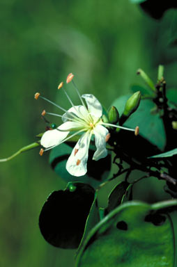 APII jpeg image of Bauhinia binata  © contact APII