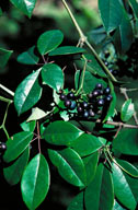 Cissus hypoglauca