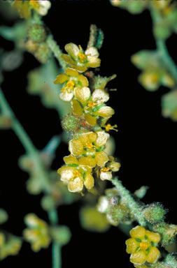 APII jpeg image of Sida subspicata  © contact APII