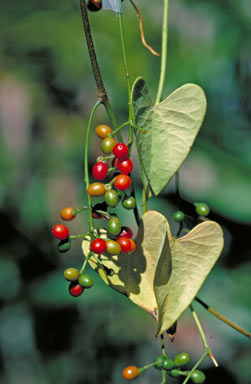 APII jpeg image of Tinospora smilacina  © contact APII