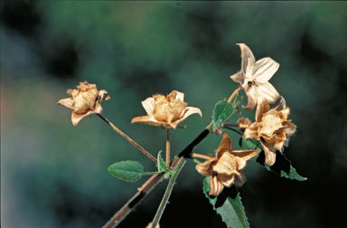 APII jpeg image of Hibiscus vitifolia  © contact APII