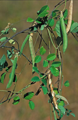 APII jpeg image of Clitoria ternatea  © contact APII