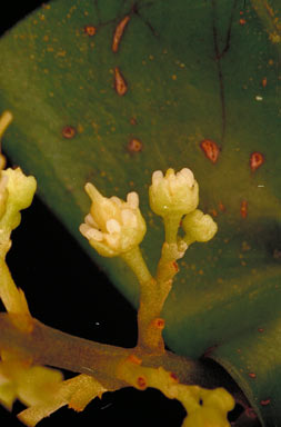 APII jpeg image of Sarcotoechia lanceolata  © contact APII