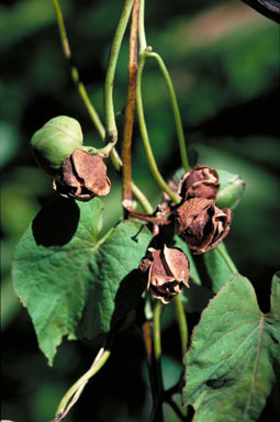 APII jpeg image of Stictocardia queenslandica  © contact APII