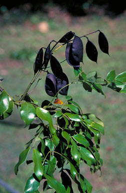 APII jpeg image of Caesalpinia crista  © contact APII