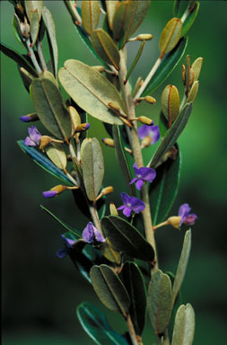 APII jpeg image of Hovea longipes  © contact APII