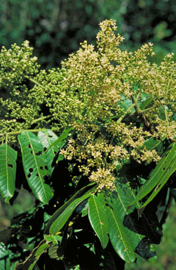 APII jpeg image of Flindersia schottiana  © contact APII