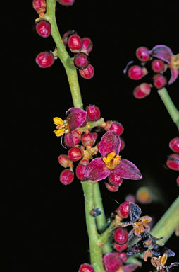 APII jpeg image of Canarium australasicum  © contact APII