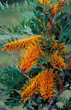 APII jpeg image of Grevillea robusta  © contact APII