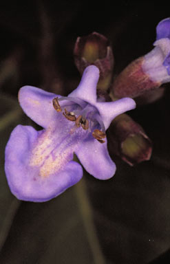 APII jpeg image of Vitex rotundifolia  © contact APII