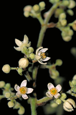 APII jpeg image of Gillbeea adenopetala  © contact APII