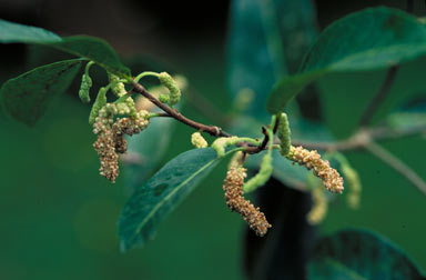 APII jpeg image of Trophis scandens subsp. scandens  © contact APII