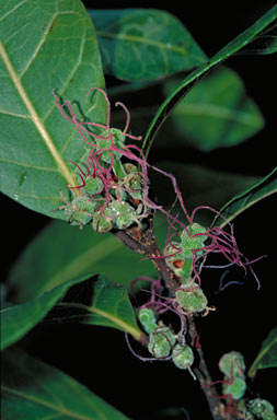 APII jpeg image of Trophis scandens subsp. scandens  © contact APII