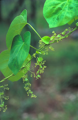 APII jpeg image of Cissampelos pareira var. hirsuta  © contact APII