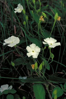 APII jpeg image of Thunbergia arnhemica  © contact APII