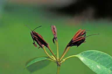 APII jpeg image of Rhododendron lochiae  © contact APII