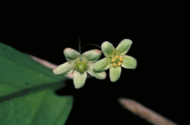 APII jpeg image of Hedraianthera porphyropetala  © contact APII