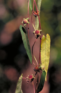 APII jpeg image of Ipomoea eriocarpa  © contact APII